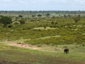 Olifant | Krugerpark, Skukuza, 2012