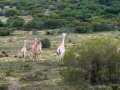 Giraffe | Schotia Safaris, 12 januari 2011