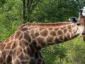 Giraffe | Edeni Game Reserve, 2 januari 2008