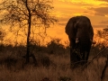 Olifant met zonsondergang | Krugerpark, 21 december 2018